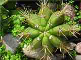 Echinopsis terscheckii, Trichocereus terscheckii