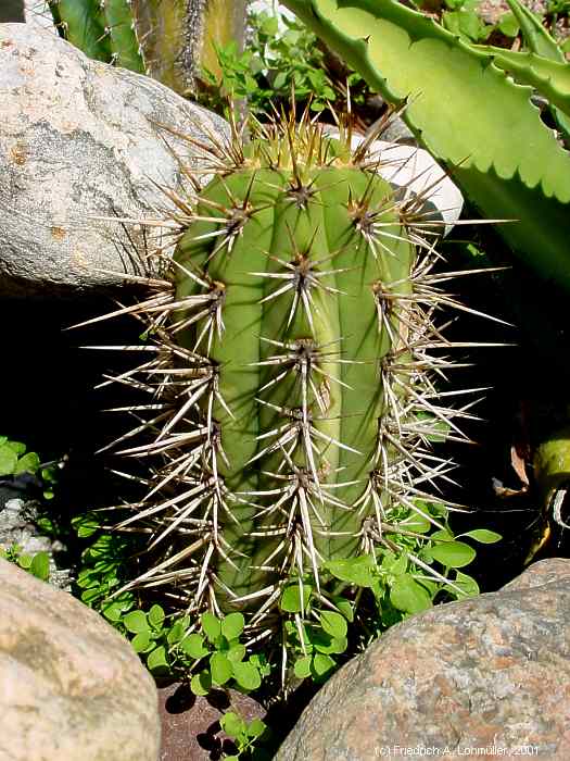 Trichocereus chilensis (COLLA) BR. & R.