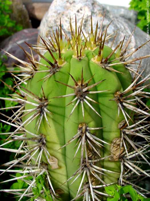 Trichocereus chilensis (COLLA) BR. & R.