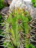 Echinopsis, Trichocereus