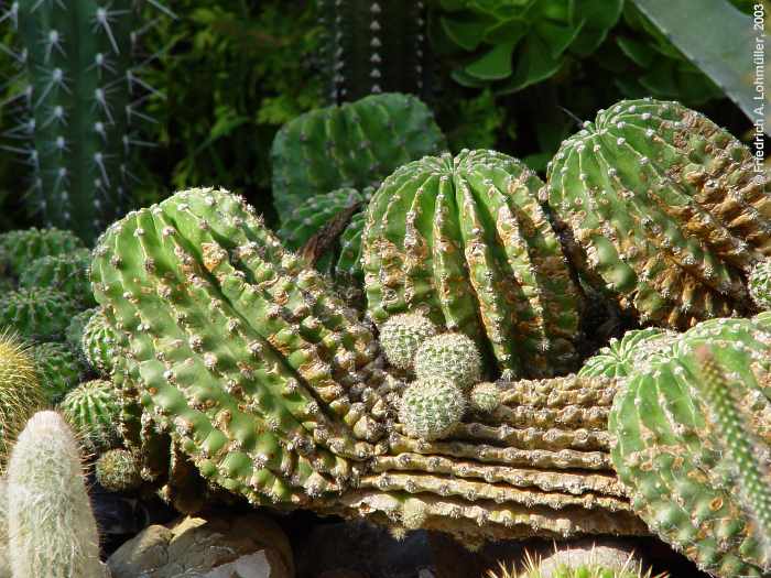 Echinopsis eyriesii (TURPIN) ZUCC. hybr.