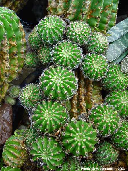 Echinopsis eyriesii (TURPIN) ZUCC. hybr.