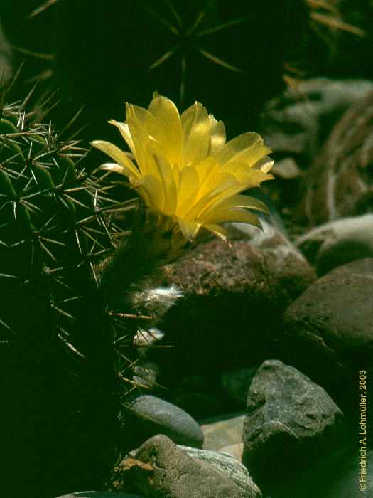 Echinoopsis aurea BR. et R.