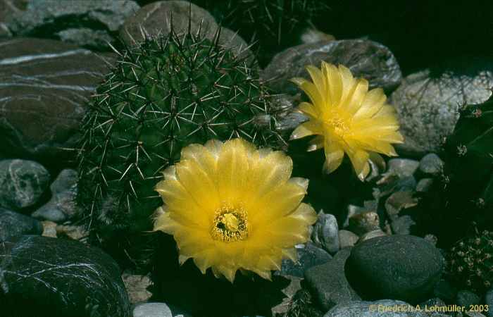 Echinoopsis aurea BR. et R.