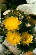 Echinopsis I