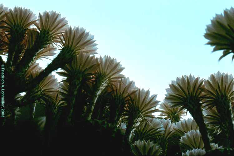 Echinopsis eyriesii (TURPIN) ZUCC. hybr.