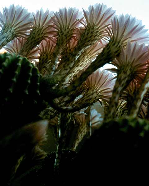 Echinopsis eyriesii (TURPIN) ZUCC. hybr.