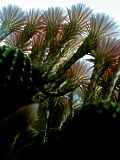 Echinopsis eyriesii