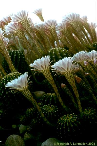 Echinopsis eyriesii (TURPIN) ZUCC. hybr.