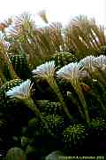 Echinopsis eyriesii