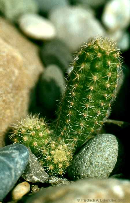 Lobivia silvestrii = Chamaecereus silvestrii