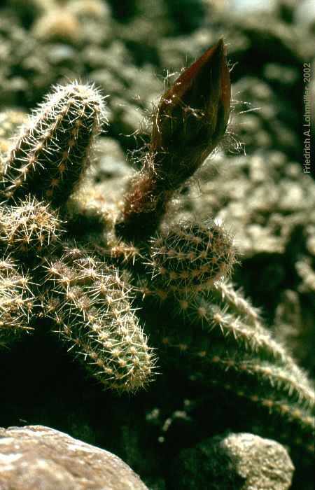 Lobivia silvestrii = Chamaecereus silvestrii