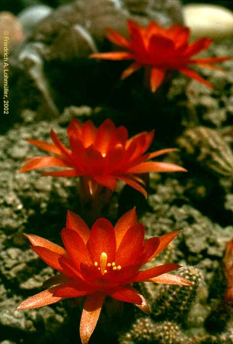 Lobivia silvestrii = Chamaecereus silvestrii