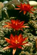 Echinopsis (Chamaecereus)