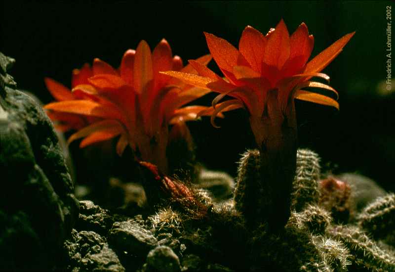 Lobivia silvestrii = Chamaecereus silvestrii