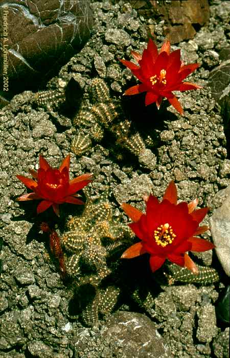 Lobivia silvestrii = Chamaecereus silvestrii