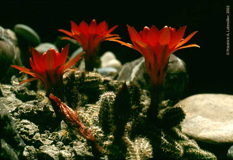 Lobivia silvestrii = Chamaecereus silvestrii