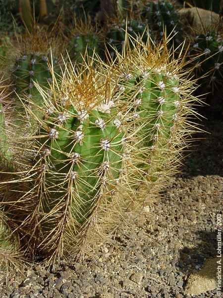 Echinopsis candicans, Trichocereus candicans