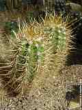 Echinopsis candicans, Trichocereus candicans