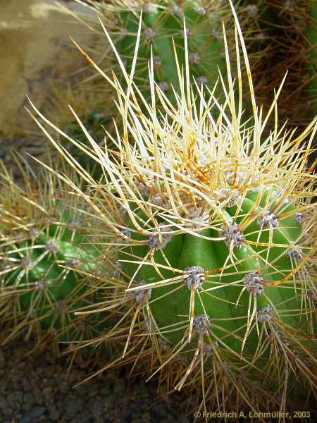 Echinopsis candicans, Trichocereus candicans