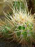 Echinopsis candicans, Trichocereus candicans