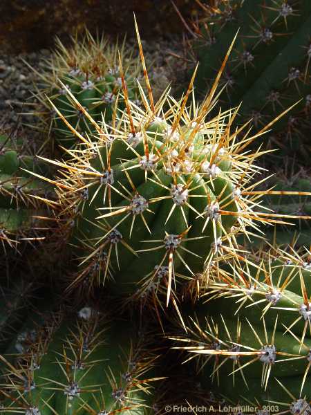 Echinopsis candicans, Trichocereus candicans