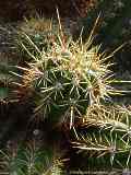 Echinopsis candicans, Trichocereus candicans