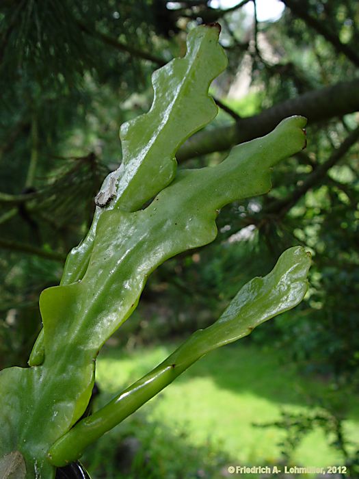 Epiphyllum angulier hybr.