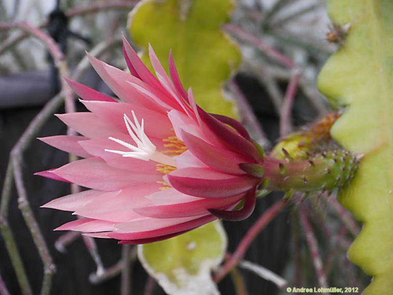 Epiphyllum angulier hybr.