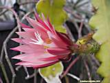 Epiphyllum angulier hybr.