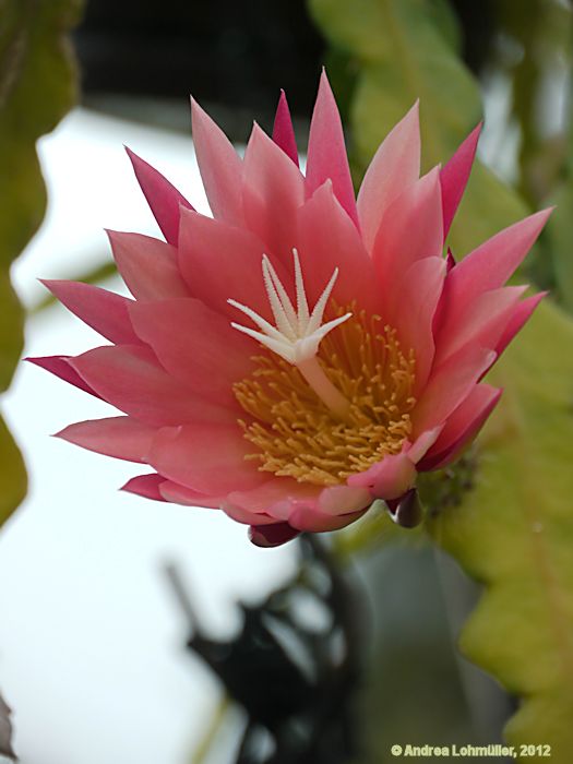 Epiphyllum angulier hybr.