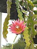 Epiphyllum angulier hybr.