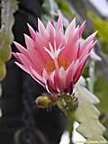 Epiphyllum angulier hybr.