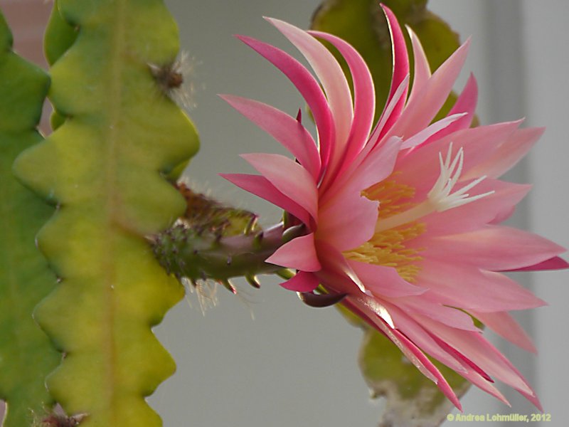 Epiphyllum angulier hybr.