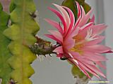 Epiphyllum angulier hybr.