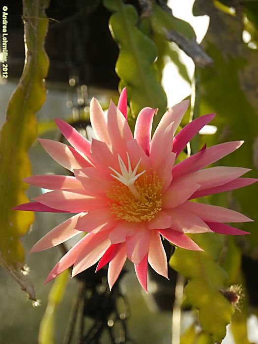 Epiphyllum angulier hybr.