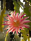 Epiphyllum angulier hybr.