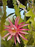 Epiphyllum angulier hybr.