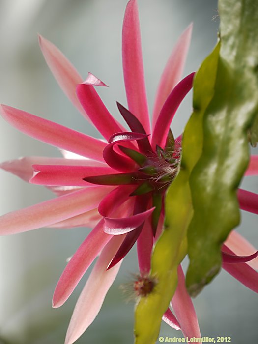 Epiphyllum angulier hybr.