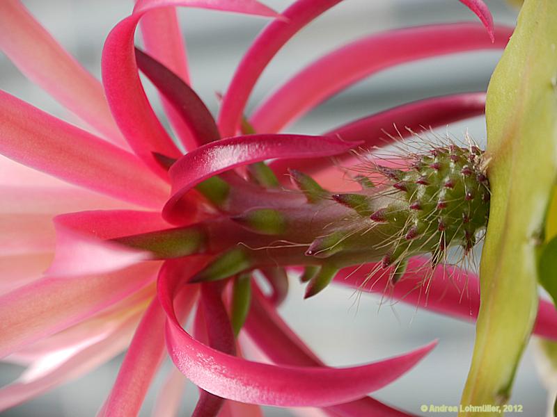 Epiphyllum angulier hybr.