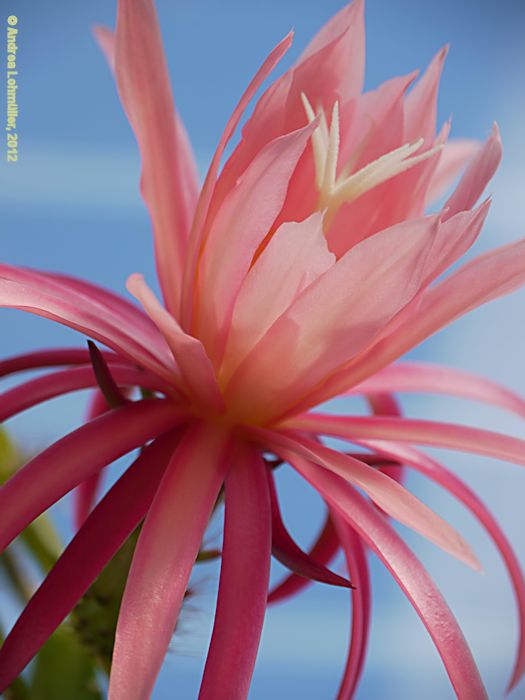 Epiphyllum angulier hybr.