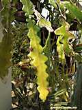 Epiphyllum angulier hybr.