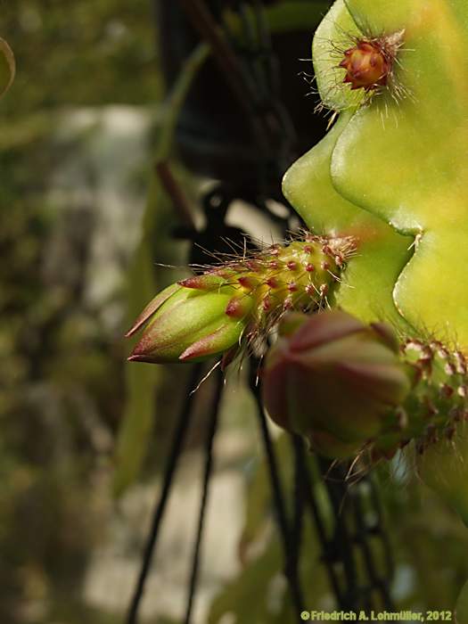 Epiphyllum angulier hybr.