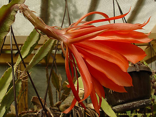 Epiphyllum hybr.