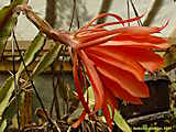 Epiphyllum hybr., Epicactus 'Antwerpia'