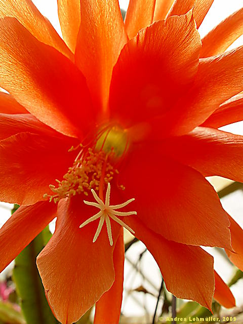 Epiphyllum hybr.