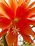 Epiphyllum hybr., Epicactus 'Antwerpia'