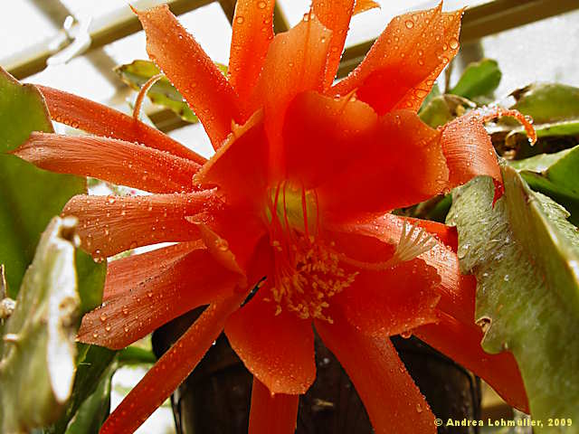 Epiphyllum hybr.