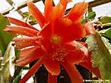 Epiphyllum hybr., Epicactus 'Antwerpia'