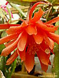 Epiphyllum hybr., Epicactus 'Antwerpia'